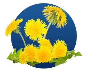 Dandelion Root in Finessa
