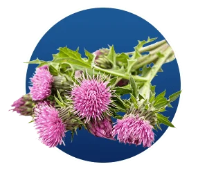 Milk Thistle in Finessa