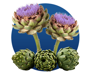 Artichoke Leaf in Finessa