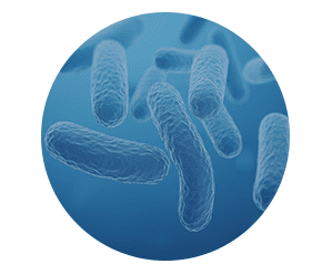 Probiotic Blend in Finessa